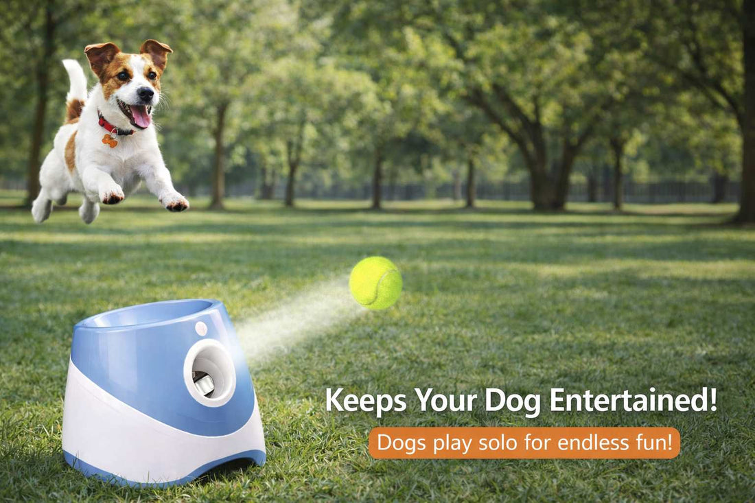 How to Keep Your Dog Active Indoors: 7 Fun Ways to Prevent Boredom - MeowWoof