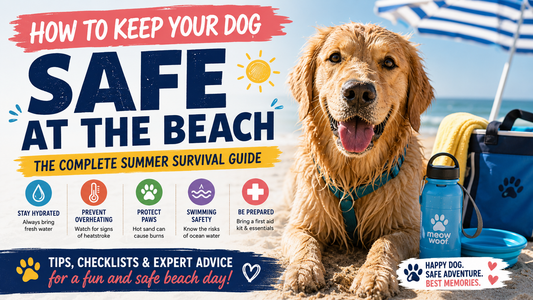 How to Keep Your Dog Safe at the Beach: The Complete Summer Survival Guide