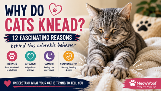 Why Do Cats Knead? 12 Fascinating Reasons Behind This Adorable Behavior