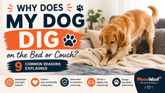 Why Does My Dog Dig on the Bed or Couch? 9 Common Reasons Explained