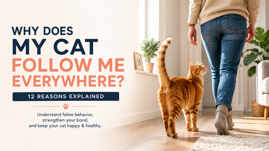 Why Does My Cat Follow Me Everywhere? 12 Reasons Explained