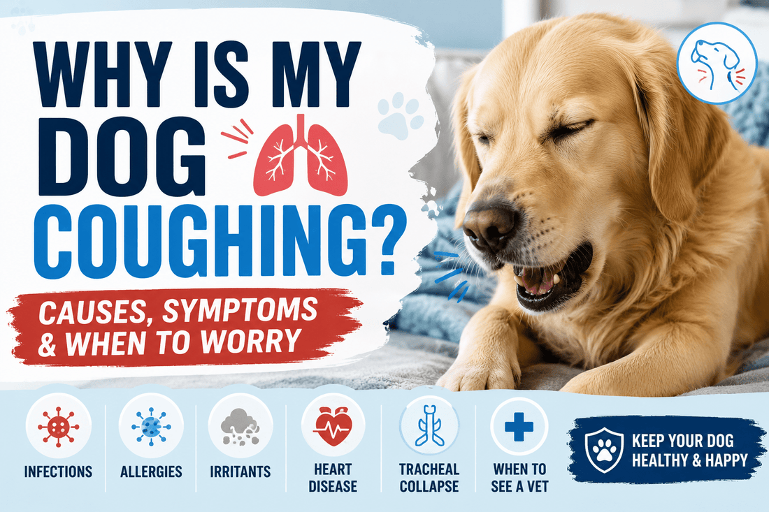 Why Is My Dog Coughing? Causes, Symptoms & When to Worry - MeowWoof