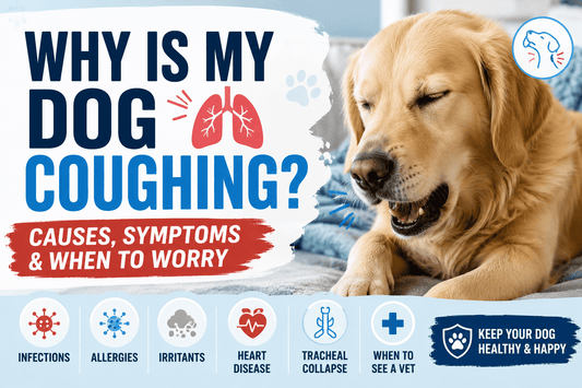 Why Is My Dog Coughing? Causes, Symptoms & When to Worry - MeowWoof