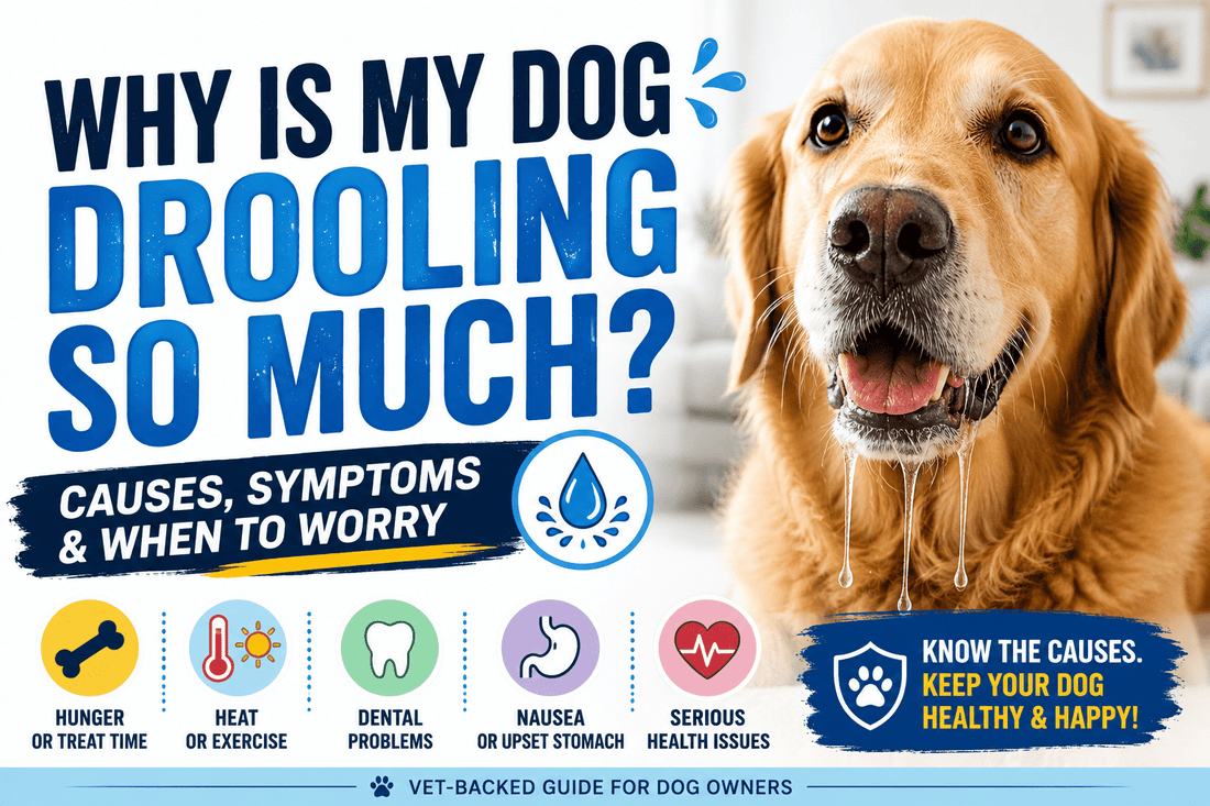 Why Is My Dog Drooling So Much? Causes, Symptoms & When to Worry - MeowWoof