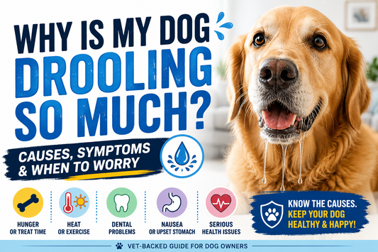 Why Is My Dog Drooling So Much? Causes, Symptoms & When to Worry