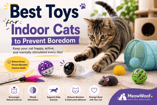 Best Toys for Indoor Cats to Prevent Boredom | Complete Guide - MeowWoof