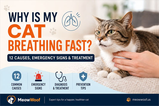 Cat breathing rapidly while resting on a blanket as its owner checks for signs of respiratory distress at home.