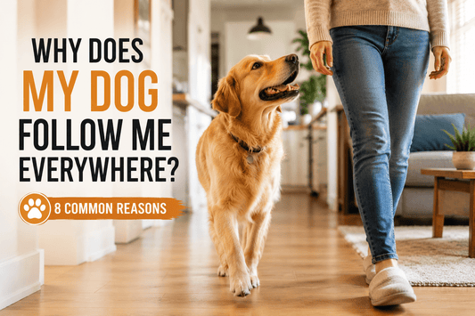 Why Does My Dog Follow Me Everywhere? 8 Common Reasons - MeowWoof
