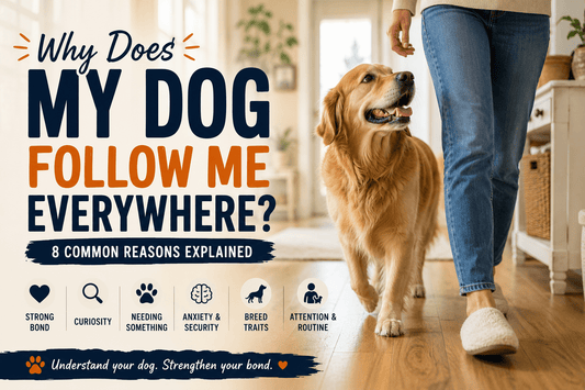 Why Does My Dog Follow Me Everywhere? 8 Common Reasons - MeowWoof