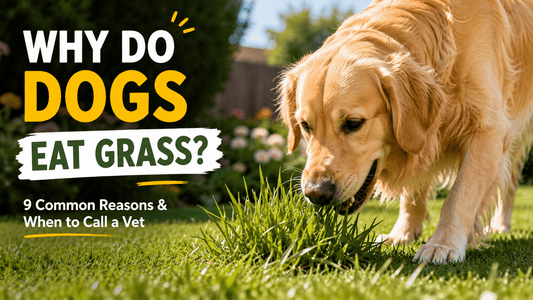 Why Does My Dog Eat Grass? Causes and When to Worry - MeowWoof