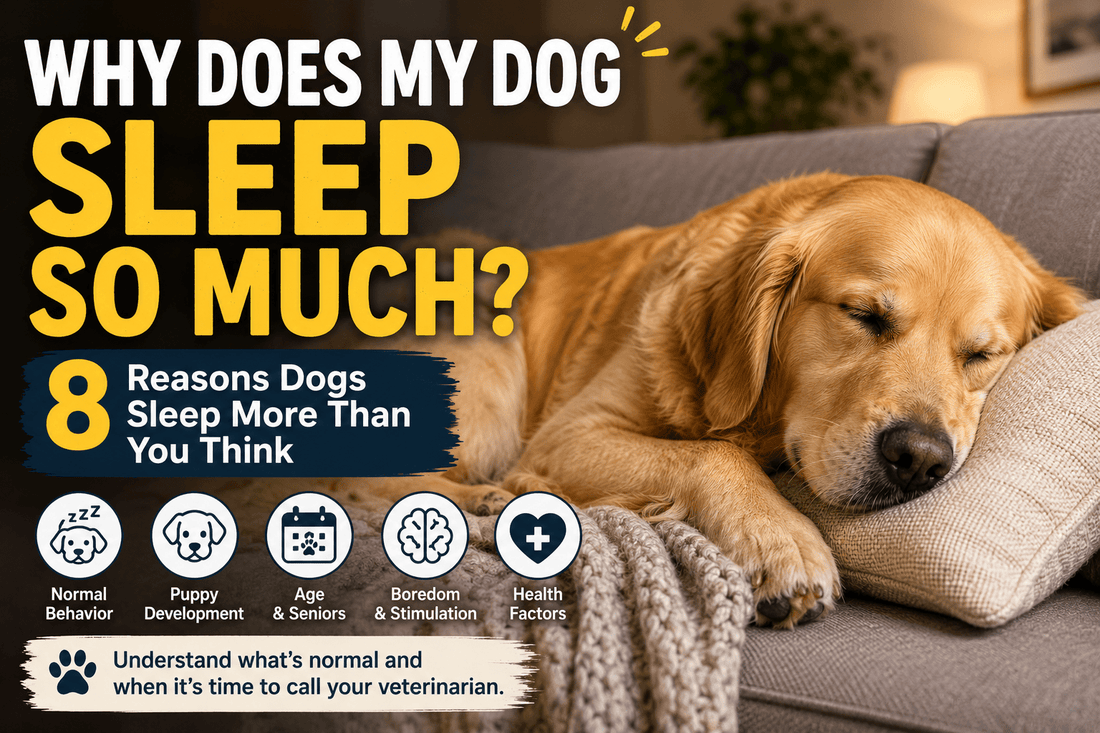 Why Does My Dog Sleep So Much? 8 Reasons Dogs Sleep More Than You Think - MeowWoof