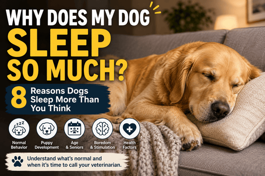 Why Does My Dog Sleep So Much? 8 Reasons Dogs Sleep More Than You Think - MeowWoof