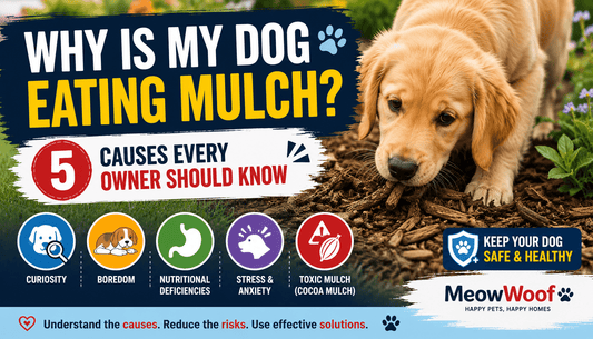 Why Is My Dog Eating Mulch? Causes, Risks & What to Do - MeowWoof