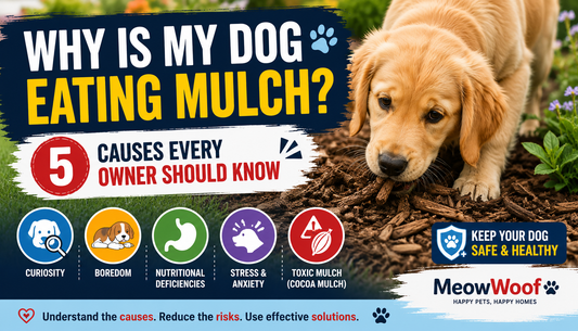 Why Is My Dog Eating Mulch? Causes, Risks & What to Do