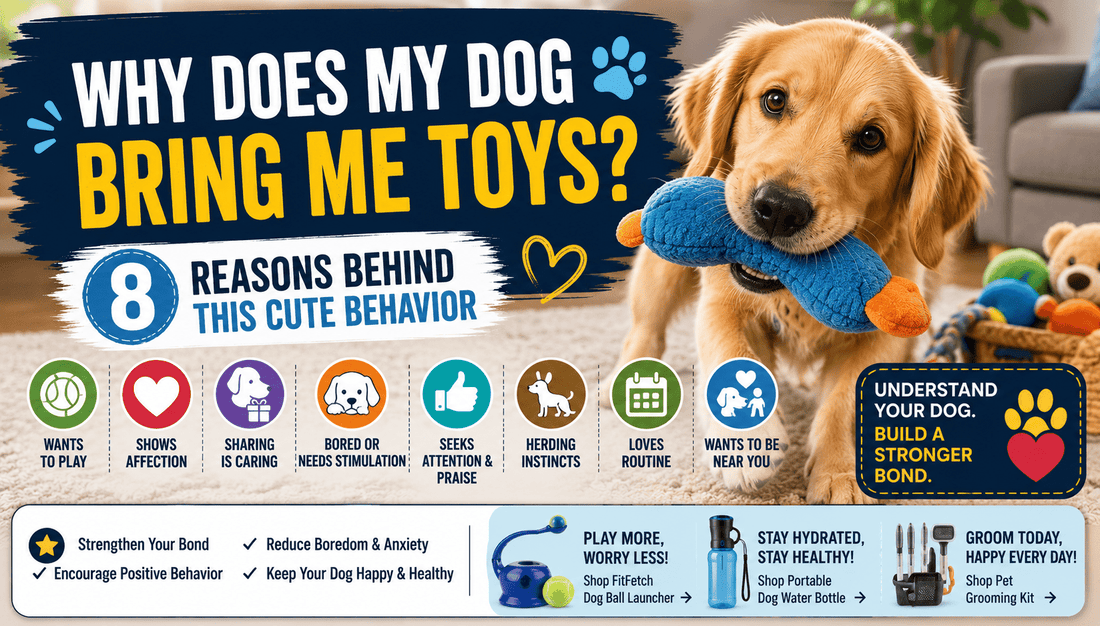 Why Does My Dog Bring Me Toys? 8 Reasons Behind This Cute Behavior - MeowWoof