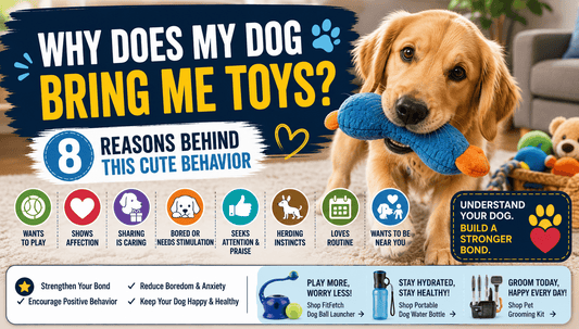 Why Does My Dog Bring Me Toys? 8 Reasons Behind This Cute Behavior - MeowWoof