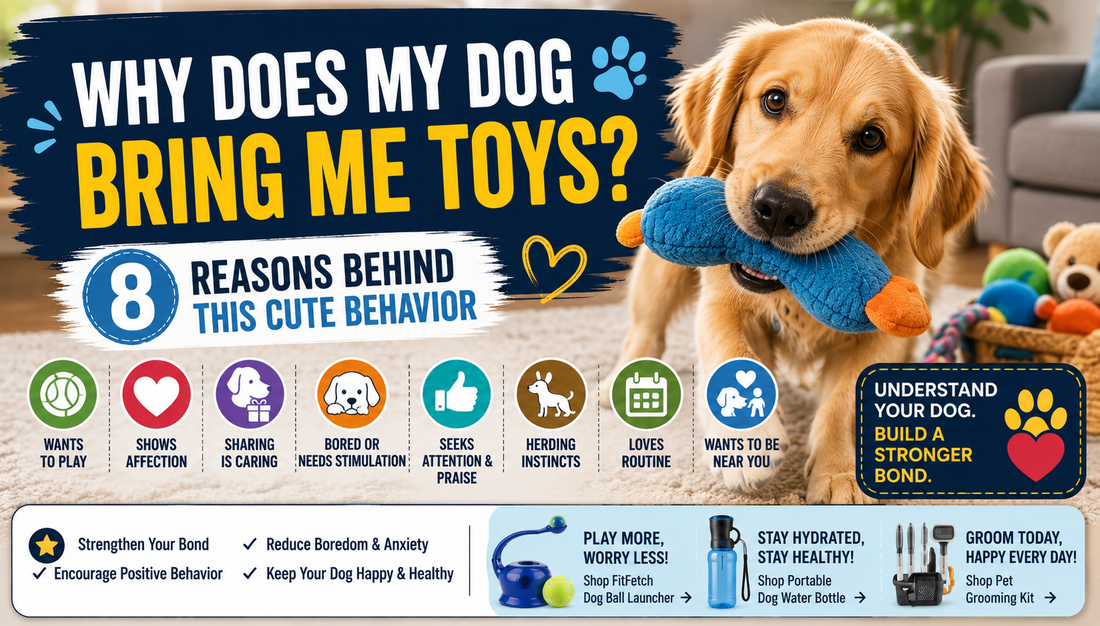 Why Does My Dog Bring Me Toys? 8 Reasons Behind This Cute Behavior