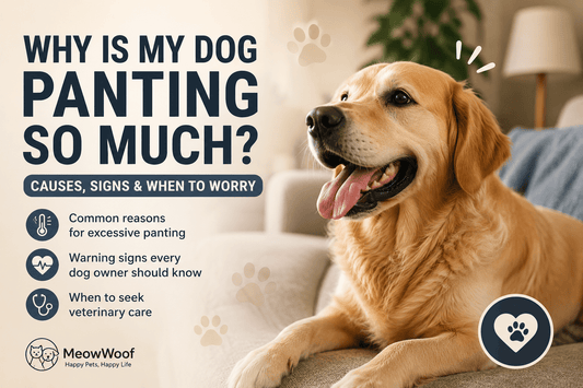 Why Is My Dog Panting So Much? Causes, Signs & When to Worry - MeowWoof