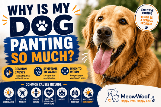 Why Is My Dog Panting So Much? Causes, Symptoms & When to Worry - MeowWoof