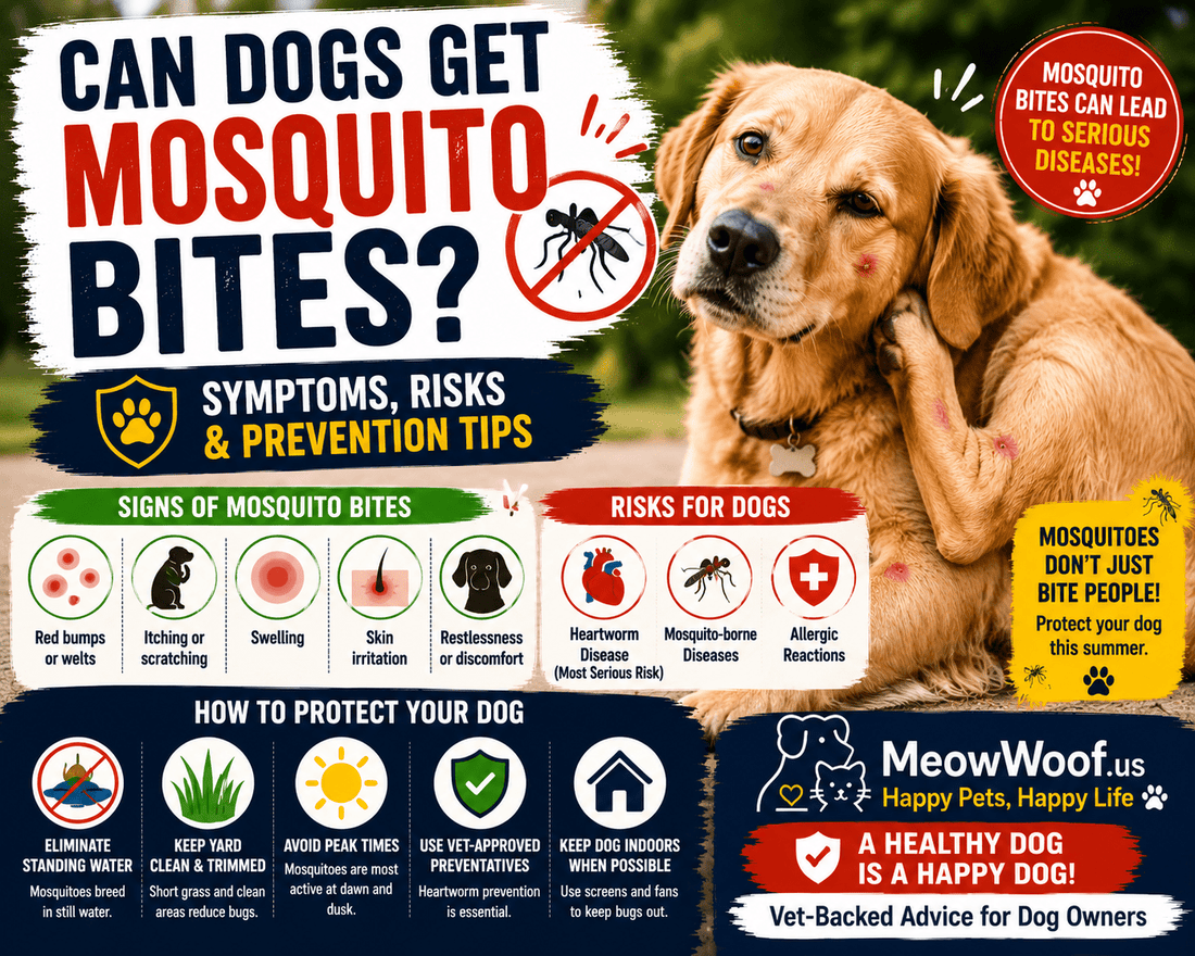 Can Dogs Get Mosquito Bites? Symptoms, Risks & Prevention Tips - MeowWoof