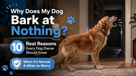 Why Does My Dog Bark at Nothing? 10 Common Reasons & When to Worry
