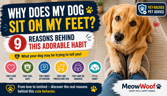 Why Does My Dog Sit on My Feet? 9 Reasons Behind This Adorable Habit
