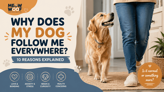 Title Why Does My Dog Follow Me Everywhere? 10 Reasons Behind Velcro Dog Behavior - MeowWoof