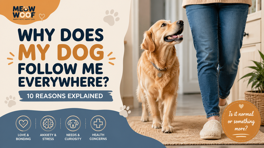 Title Why Does My Dog Follow Me Everywhere? 10 Reasons Behind Velcro Dog Behavior