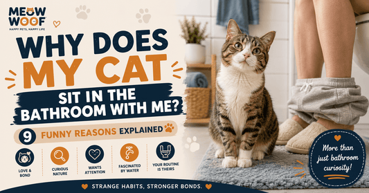 Why Does My Cat Sit in the Bathroom With Me? 9 Funny Reasons Explained - MeowWoof
