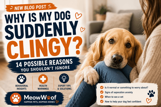 Why Is My Dog Suddenly Clingy? 14 Possible Reasons You Shouldn't Ignore - MeowWoof