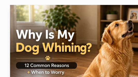 Why Is My Dog Whining? 12 Common Reasons & When to Worry