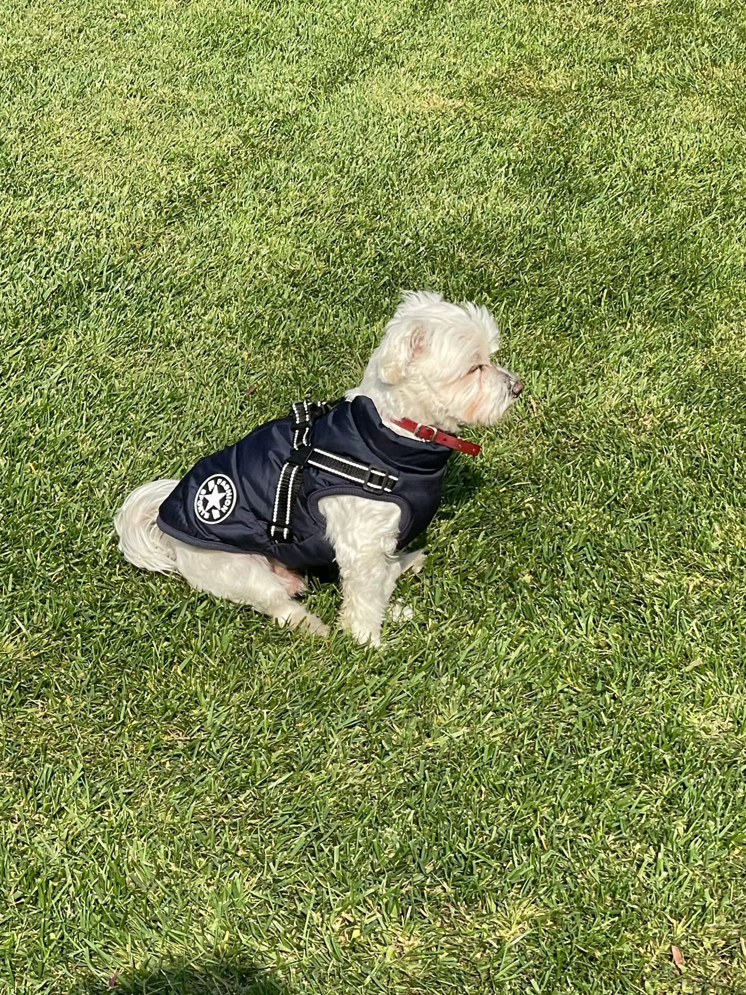 2-in-1 Winter warm dog jacket with built-in harness - MeowWoof